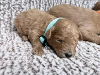 Blue Boy, a male Goldendoodle for sale in Stewartville, MN – Photo 4 of 5
