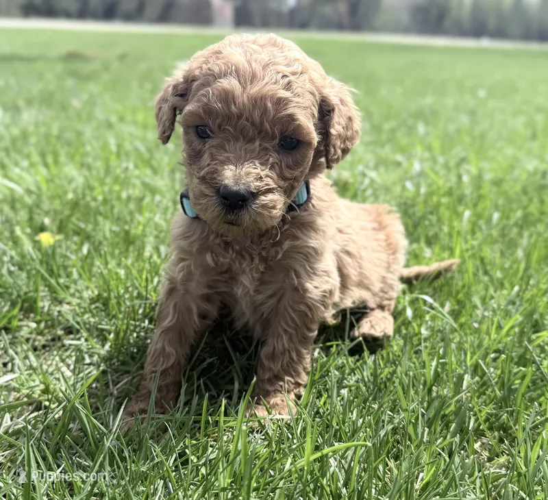 Blue Boy – Goldendoodle puppy for sale in Stewartville, MN