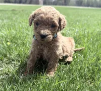 Blue Boy, a male Goldendoodle for sale in Stewartville, MN – Photo 1 of 5
