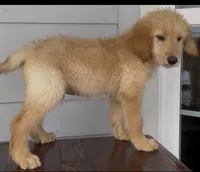 Lucky, a male Goldendoodle and Golden Retriever for sale in The Woodlands, TX – 1 of 2