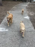 Daisy, a female Goldendoodle and Golden Retriever for sale in The Woodlands, TX – 2 of 2