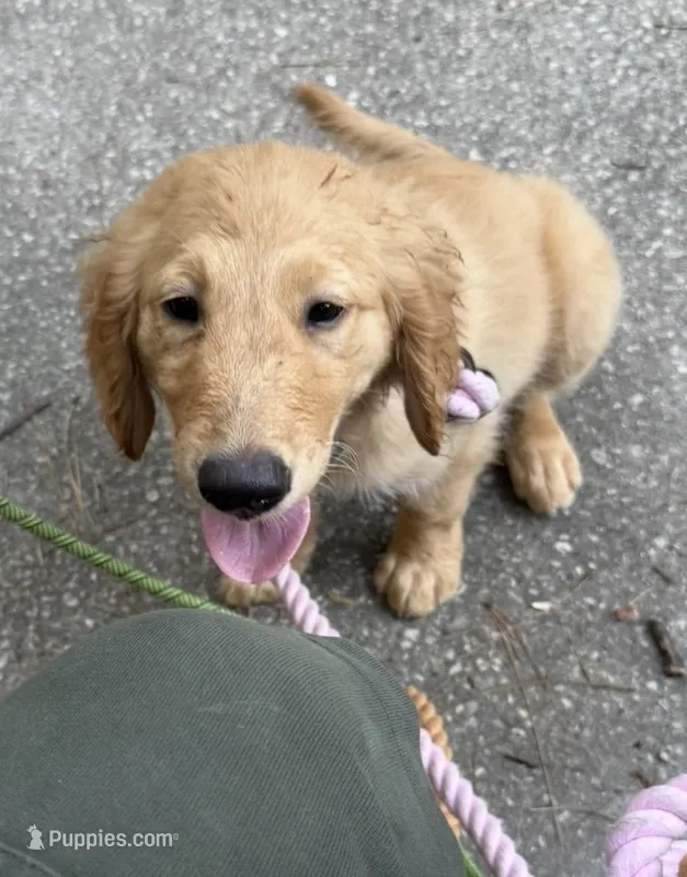 Daisy – Goldendoodle, Golden Retriever puppy for sale in The Woodlands, TX