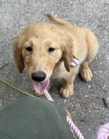 Daisy, a female Goldendoodle and Golden Retriever for sale in The Woodlands, TX – 1 of 2