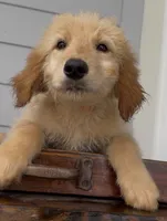 Lucky, a male Goldendoodle and Golden Retriever for sale in The Woodlands, TX – 2 of 2