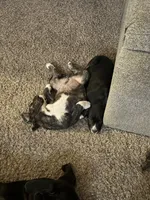 Hyde, a male Great Pyrenees and Cane Corso for sale in Victorville, CA – Photo 3 of 4