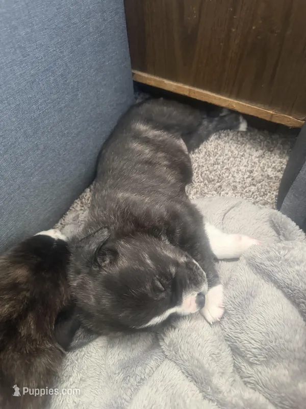 Hyde – Great Pyrenees, Cane Corso puppy for sale in Victorville, CA