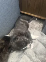 Hyde, a male Great Pyrenees and Cane Corso for sale in Victorville, CA – Photo 1 of 4