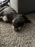 Hyde, a male Great Pyrenees and Cane Corso for sale in Victorville, CA – Photo 2 of 4