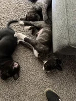 Hyde, a male Great Pyrenees and Cane Corso for sale in Victorville, CA – Photo 4 of 4