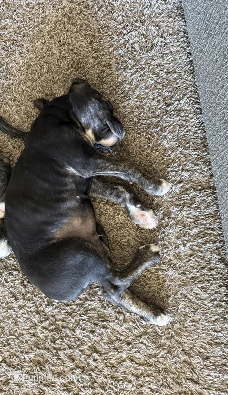 Scar – Great Pyrenees, Cane Corso puppy for sale in Victorville, CA