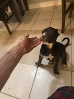 Scar, a male Great Pyrenees and Cane Corso for sale in Victorville, CA – Photo 2 of 4