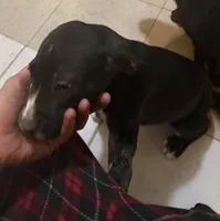 Scar, a male Great Pyrenees and Cane Corso for sale in Victorville, CA – Photo 3 of 4