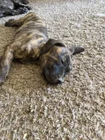 Brittney, a female Great Pyrenees and Cane Corso for sale in Victorville, CA – Photo 2 of 3