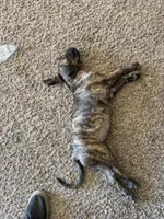 Brittney, a female Great Pyrenees and Cane Corso for sale in Victorville, CA – Photo 3 of 3