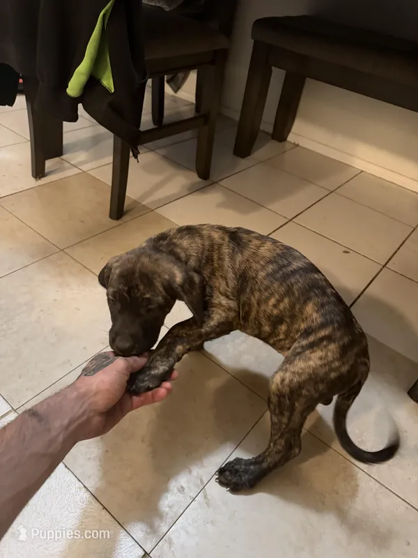 Brittney – Great Pyrenees, Cane Corso puppy for sale in Victorville, CA