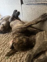 Willow, a female Great Pyrenees and Cane Corso for sale in Victorville, CA – Photo 2 of 3