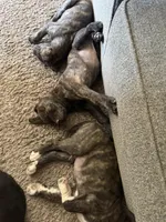 Willow, a female Great Pyrenees and Cane Corso for sale in Victorville, CA – Photo 3 of 3