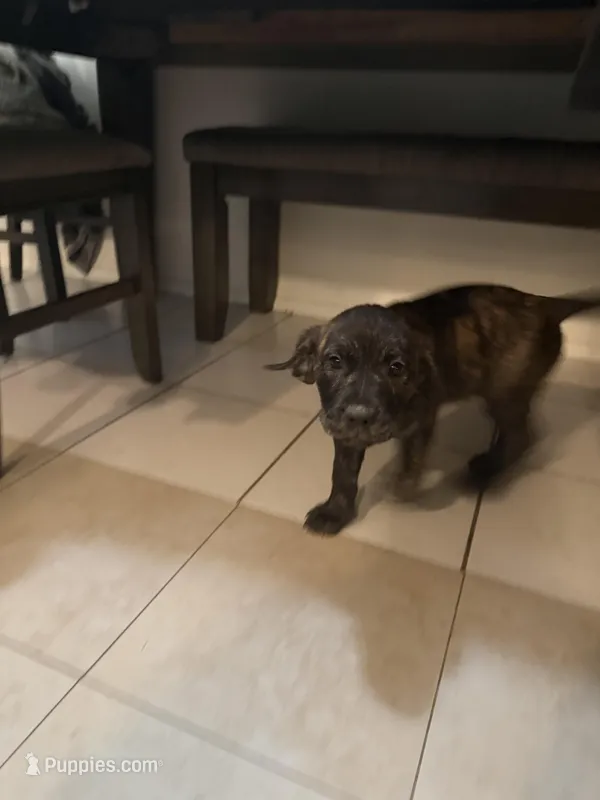 Willow – Great Pyrenees, Cane Corso puppy for sale in Victorville, CA