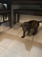 Willow, a female Great Pyrenees and Cane Corso for sale in Victorville, CA – Photo 1 of 3