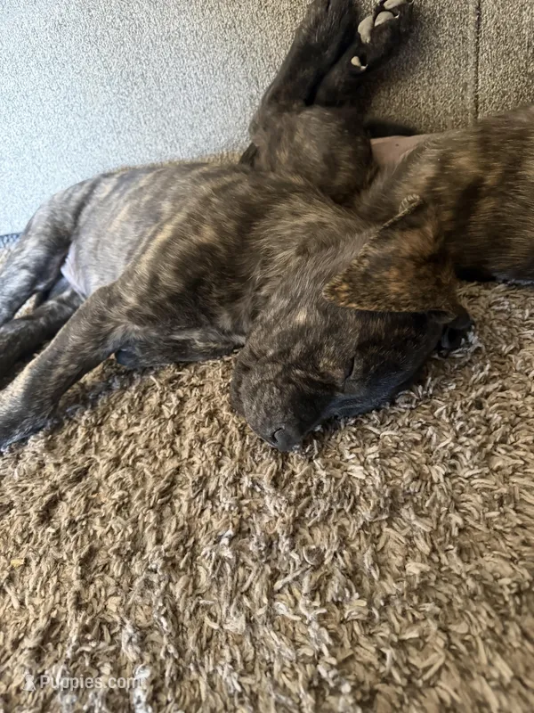 Jax – Great Pyrenees, Cane Corso puppy for sale in Victorville, CA