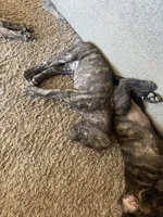 Jax, a male Great Pyrenees and Cane Corso for sale in Victorville, CA – Photo 2 of 2