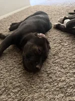 Odis, a male Great Pyrenees and Cane Corso for sale in Victorville, CA – Photo 4 of 5