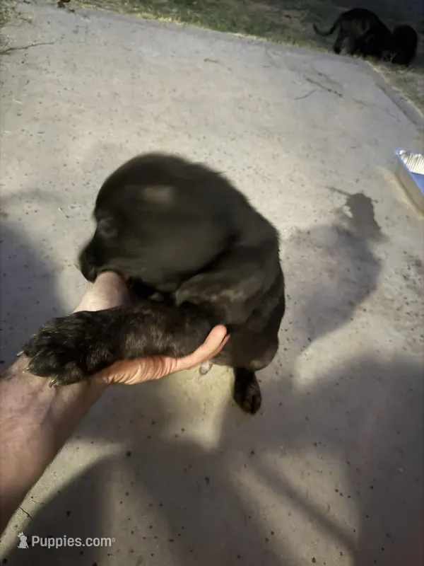 Odis – Great Pyrenees, Cane Corso puppy for sale in Victorville, CA