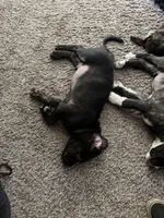 Odis, a male Great Pyrenees and Cane Corso for sale in Victorville, CA – Photo 5 of 5