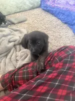 Odis, a male Great Pyrenees and Cane Corso for sale in Victorville, CA – Photo 3 of 5