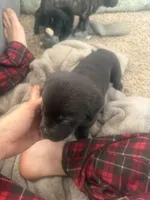 Odis, a male Great Pyrenees and Cane Corso for sale in Victorville, CA – Photo 2 of 5