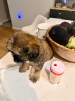 Jacob, a male Shihpoo and Shih Tzu for sale in Keansburg, NJ – 3 of 5
