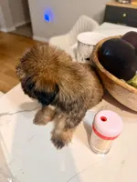 Jacob, a male Shihpoo and Shih Tzu for sale in Keansburg, NJ – 5 of 5