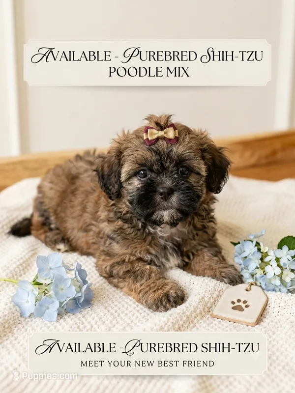 Jacob – Shihpoo, Shih Tzu puppy for sale in Keansburg, NJ