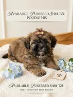 Jacob, a male Shihpoo and Shih Tzu for sale in Keansburg, NJ – 1 of 5