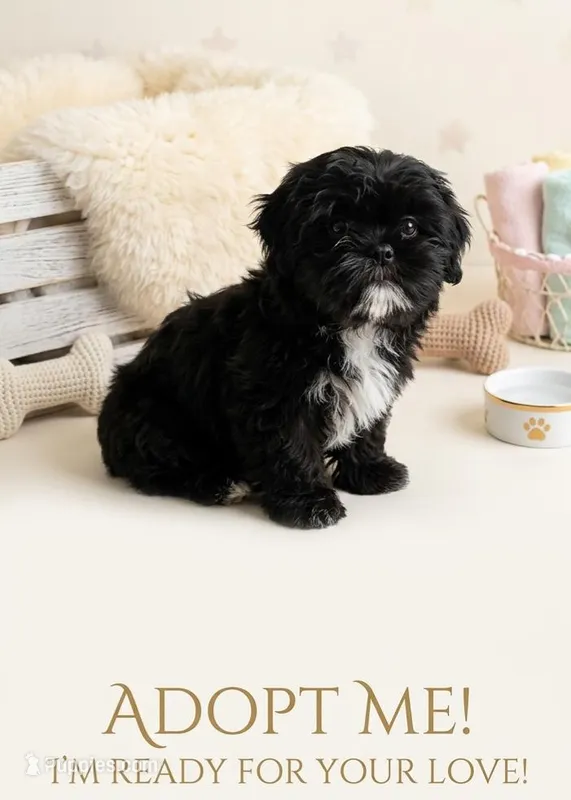 Oreo – Shihpoo, Shih Tzu puppy for sale in Keansburg, NJ