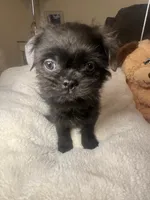 Bobby, a male Shihpoo and Shih Tzu for sale in Keansburg, NJ – Photo 3 of 3