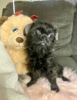 Bobby, a male Shihpoo and Shih Tzu for sale in Keansburg, NJ – Photo 2 of 3