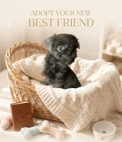 Bobby, a male Shihpoo and Shih Tzu for sale in Keansburg, NJ – Photo 1 of 3