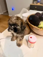 Jacob, a male Shihpoo and Shih Tzu for sale in Keansburg, NJ – 2 of 5