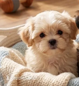 Bella – Shihpoo, Shih Tzu puppy for sale in Keansburg, NJ