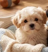 Bella, a female Shihpoo and Shih Tzu for sale in Keansburg, NJ – 1 of 3