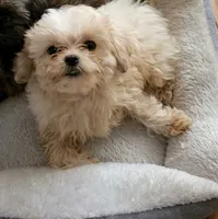 Bella, a female Shihpoo and Shih Tzu for sale in Keansburg, NJ – 2 of 3