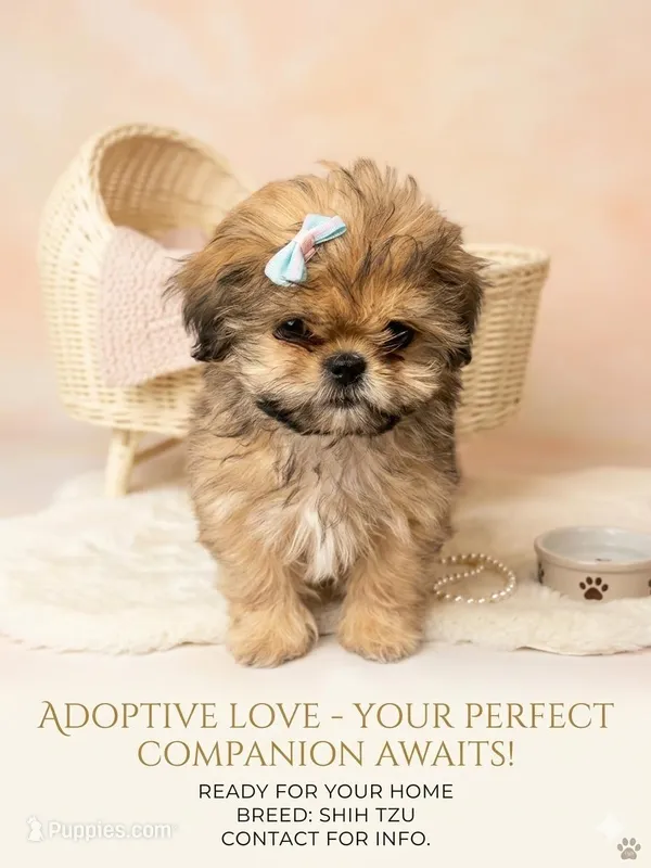 Caramel – Shihpoo, Shih Tzu puppy for sale in Keansburg, NJ