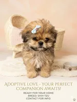 Caramel, a female Shihpoo and Shih Tzu for sale in Keansburg, NJ – Photo 1 of 3