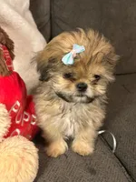 Caramel, a female Shihpoo and Shih Tzu for sale in Keansburg, NJ – Photo 3 of 3