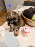Jacob, a male Shihpoo and Shih Tzu for sale in Keansburg, NJ – 4 of 5