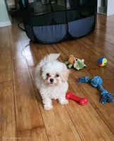 Bella, a female Shihpoo and Shih Tzu for sale in Keansburg, NJ – 3 of 3
