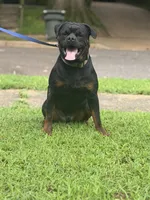 Big  Red, a male Rottweiler for sale in Decatur, IL – 5 of 8