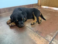 Red, a male Rottweiler for sale in Decatur, IL – 2 of 6