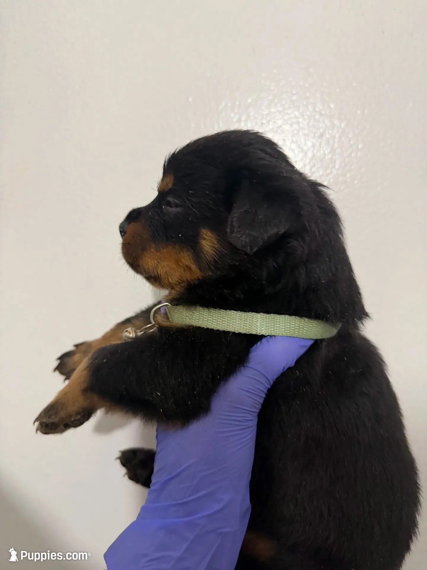 Green, a male Rottweiler for sale in Decatur, IL – 2 of 8